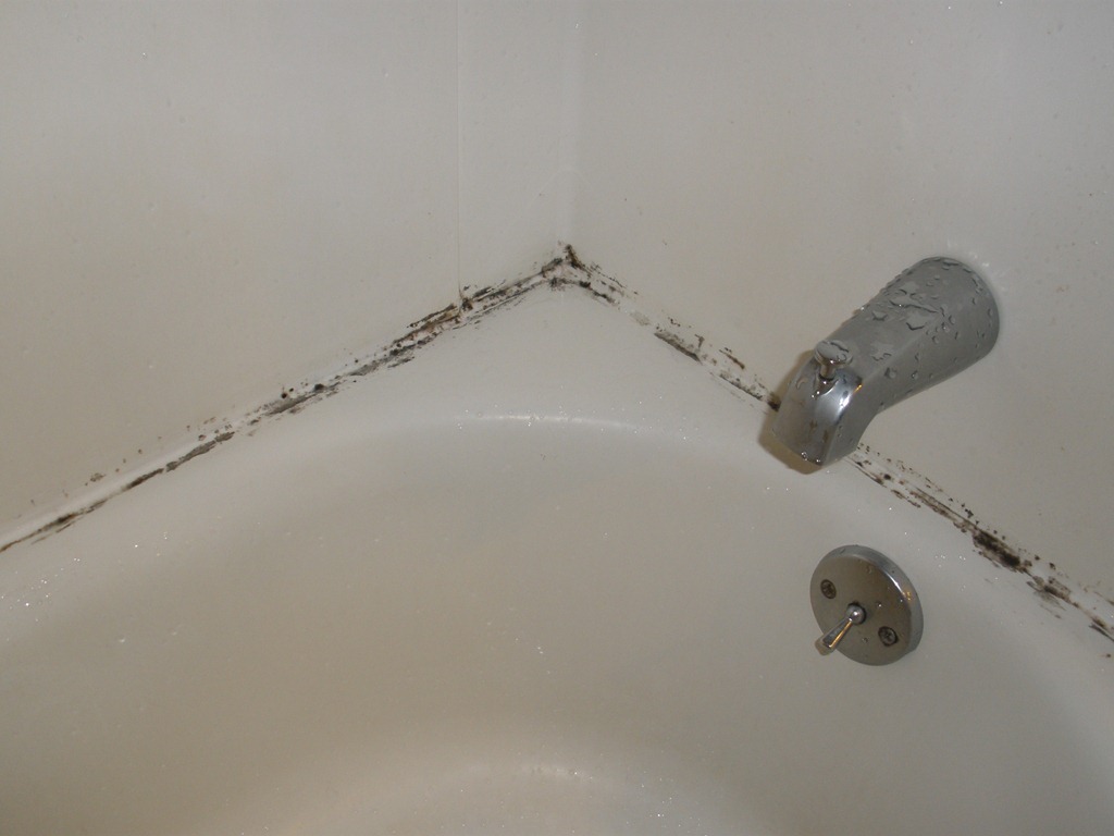 How do you get rid of mold in the bathroom?